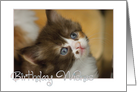 Kitten Birthday wishes card