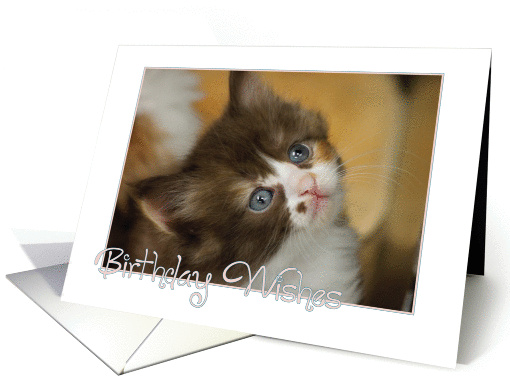 Kitten Birthday wishes card (897405)