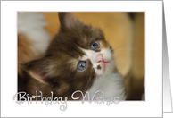 Kitten Birthday...