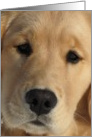 Love Eyes, Golden Puppy Close Up card