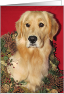 Christmas - Golden Retriever with wreath card