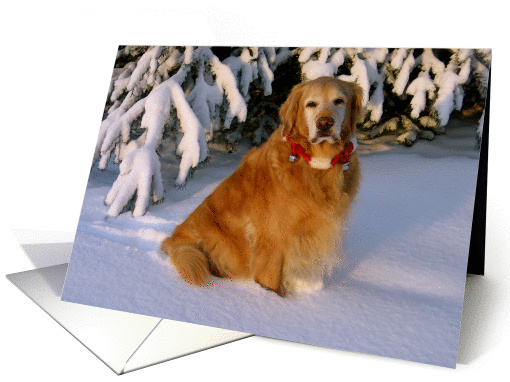 Christmas, Golden Retriever in Snow card (881907)