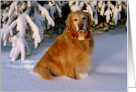 Christmas, Golden Retriever in Snow card