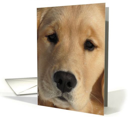 Love Eyes, Golden Puppy Close Up card (882063)