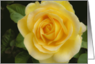 Angelic Yellow Rose Blank Note Card. card