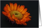 Sunflower Blank Note Card