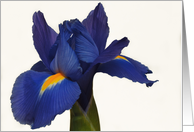 Blue Iris on White Blank Note Card