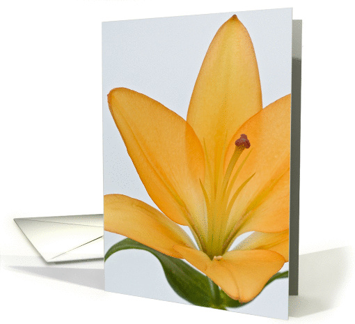 Day Lily Blank Note card (882160)