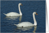 White Swans, Partners Blank Note Card