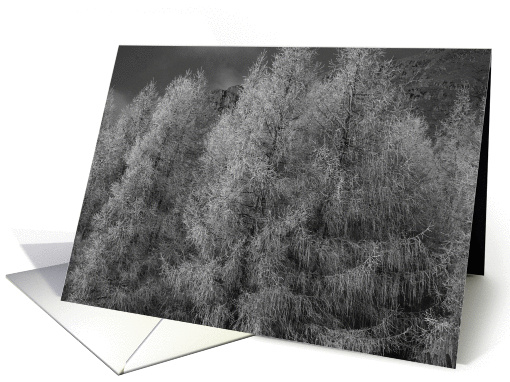 Frozen Trees, Great Langdale, Cumbria card (883563)