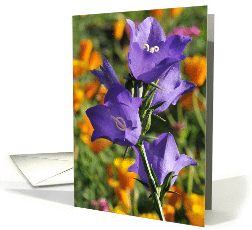 Purple Harebells and California Poppies card (885949)