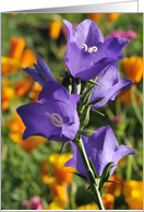 Purple Harebells and California Poppies card