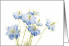 Love-In-The-Mist Blue Flowers on White, Any Occasion card