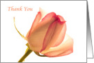 Thank You with peach colored tulip on a white background. card