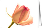 peach and pink colored tulip on a white background, blank inside card