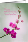 Happy Mother’s Day, Grandmother, Blank Inside, Purple Orchid card
