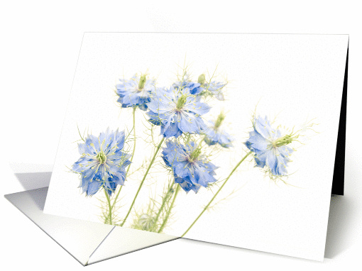 Love-In-The-Mist Blue Flowers on White, Any Occasion card (886178)