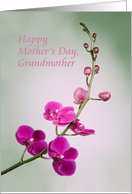 Happy Mother’s Day, Grandmother, Blank Inside, Purple Orchid card
