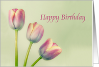 Happy Birthday, Three Tulips, Pastel Pink, Flowers card