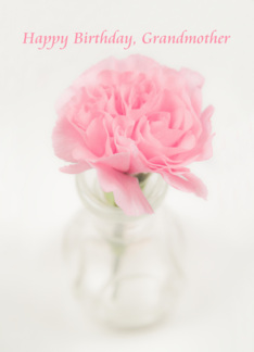 Soft Pink Carnation...