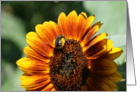 Bumblebee Summer card