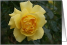 Yellow Rose card