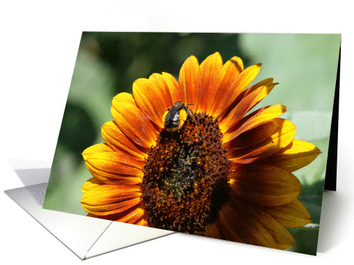 Bumblebee Summer card (889685)
