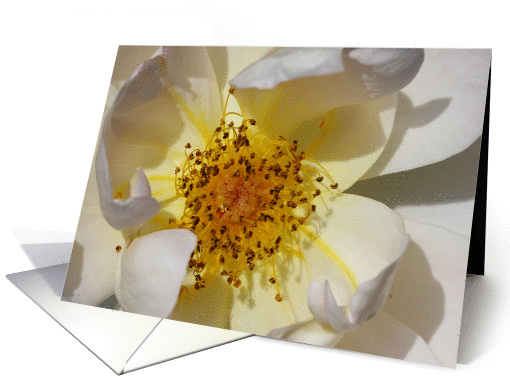 White Flower card (889907)