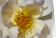 White Flower card