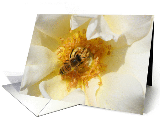Bee and White Flower card (889909)