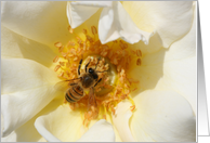 Bee and White Flower card