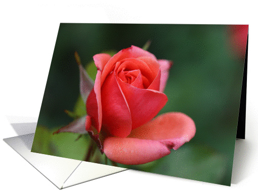 Shy Rose card (889913)