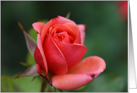 Shy Rose card