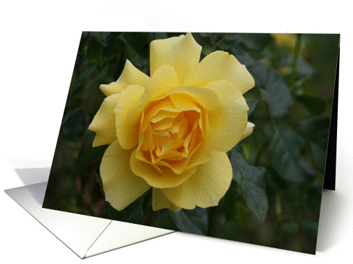 Yellow Rose card (897011)