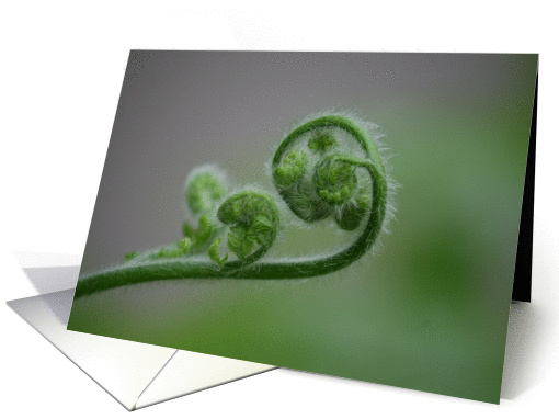 Curled Fern card (897015)