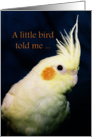 Yellow Cockatiel Bird Birthday Card
