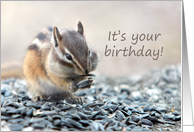 Chipmunk Eating Outdoor Birthday Card