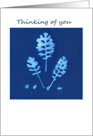 Blue Plant Sun Print Thinking of You Card