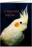 Yellow Cockatiel Bird Birthday Card