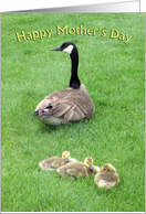 Goose with Goslings...