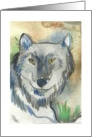Gray wolf blank Card