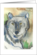 Gray wolf blank Card