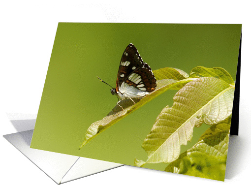 Butterfly card (894551)