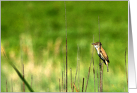 Song bird on a spring morning card