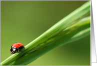 Ladybug (Ladybird) card