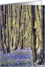 Beautiful Bluebells Carpeting the Woodlands Path Happy Birthday card