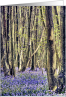 Beautiful Bluebells Carpeting the Woodlands Path Happy Birthday card