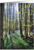 Beautiful Bluebells Carpeting the Woodlands Path Happy Birthday card
