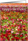 Happy Birthday Friend - Flower Field of Ranunculus card