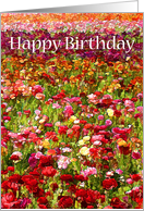 Happy Birthday Friend - Flower Field of Ranunculus card